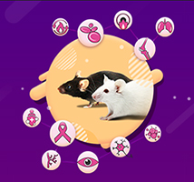 The Revolutionary Transgenic Mice of Cyagen: A Game-Changer in Medical Research